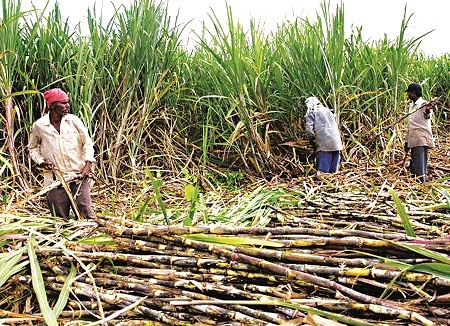 Marketing of sugarcane 'Swabhimani': Rajendra Gadenvar | ‘स्वाभिमानी’ करणार उसाचे मार्केटिंग : राजेंद्र गड्यान्नावर