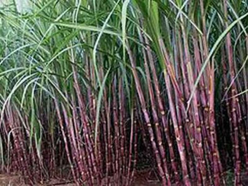 Survey of sugarcane area at Chikhli | चिखली येथे ऊस क्षेत्राची पाहणी