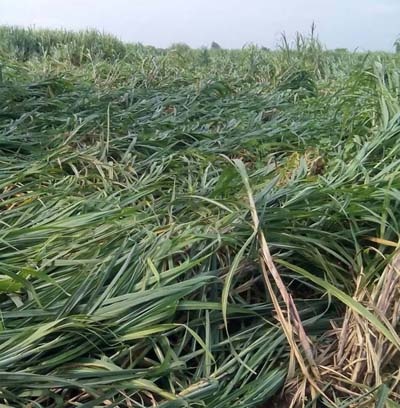 Crop harvest due to windy rain | वादळी पावसामुळे पिके जमिनदोस्त