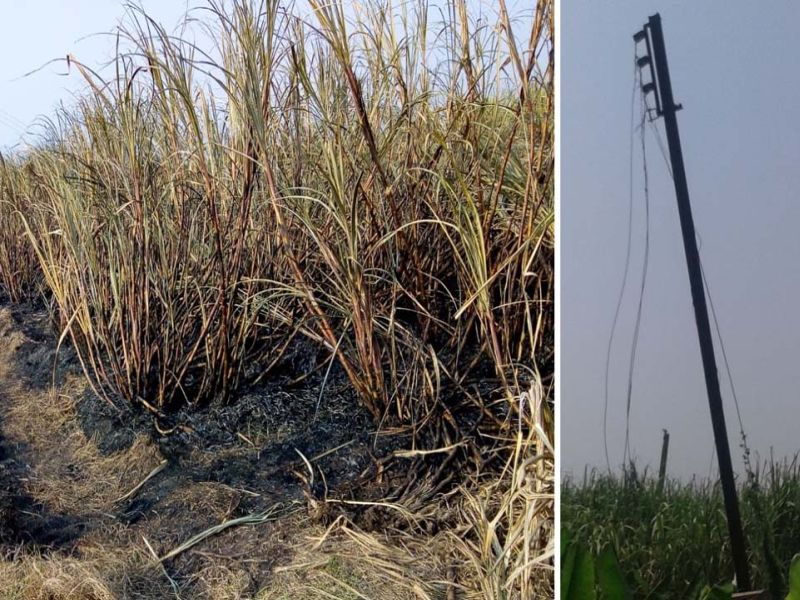 Farmers worried about the burning of cane in Pulod | तळोद्यात ऊस जाळण्याच्या सत्राने शेतकरी चिंतेत