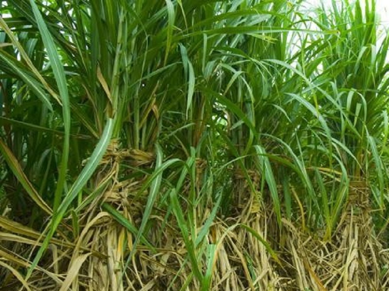 K-238 varieties of sugarcane in Maharashtra | को-२३८ उसाचे वाण महाराष्ट्रात नापास