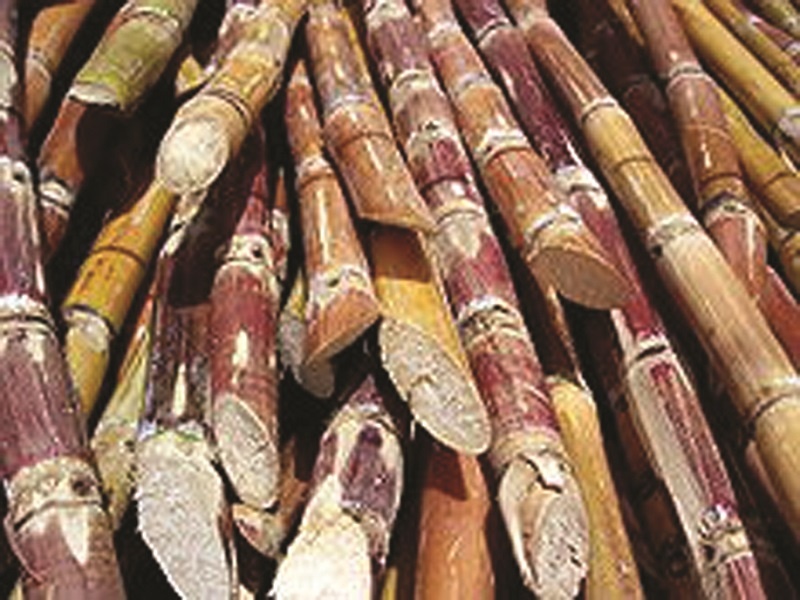 Sugarcane remains at 5 lakh hectares this year | राज्यात यंदा ८ लाख हेक्टरवर ऊस शिल्लक