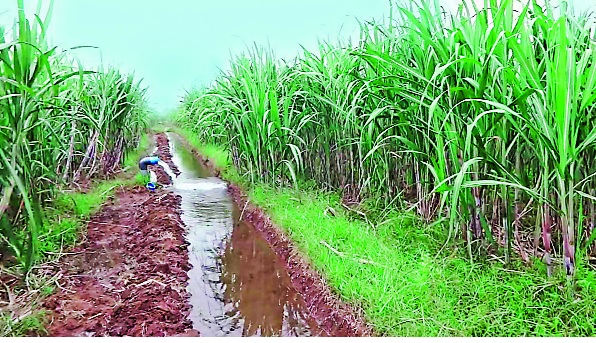 Sindhudurg: Less than 50 percent of the income in Kasarde area due to the financial crisis in sugarcane farmer | सिंधुदुर्ग : ऊस शेतकरी आर्थिक संकटात, कासार्डे परिसरात ५० टक्केपेक्षाही कमी उत्पन्न