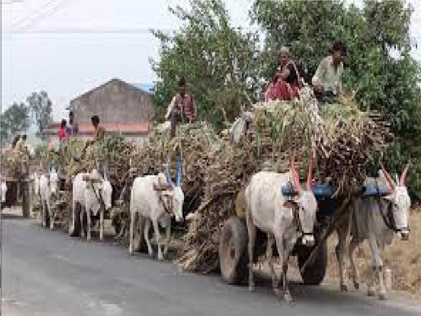 Lumpy skin disease: Vaccination of livestock coming from out of town for sugarcane transport is mandatory | लम्पी चर्मरोग: ऊस वाहतूक पशुधनाबाबत सांगलीच्या जिल्हाधिकाऱ्यांनी घेतला महत्वाचा निर्णय