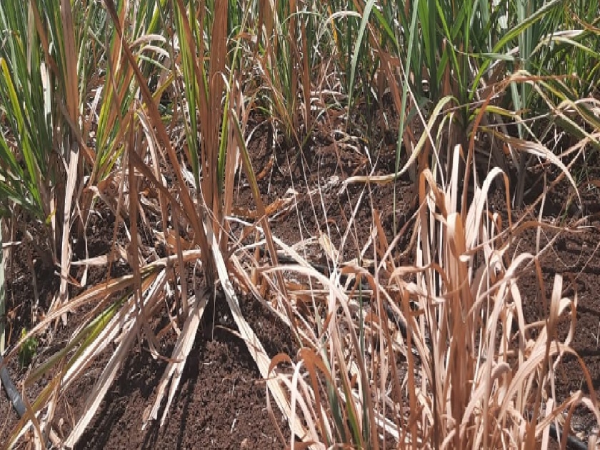 Sugarcane crops failed in Uttur Kolhapur, farmers worried | Kolhapur: उत्तूरमधील ऊस पिके करपली, शेतकरी चिंताग्रस्त 