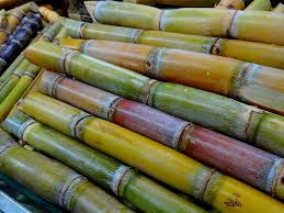 Co-266 ban on cultivation of sugarcane; Farmers' organizations organized the rally in Shrirampur | को-२६५ उसाच्या लागवडीवर बंदी; श्रीरामपूर येथील शेतकरी संघटनांनी घेतली हरकत
