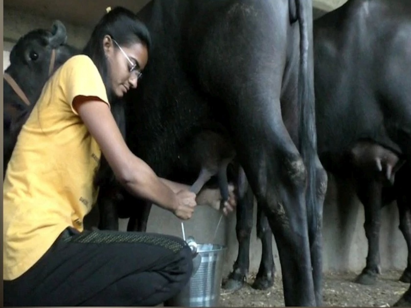 Ahmednagar parner nighoj shradhha dhawan success story buffaloes rearing | शाब्बास पोरी! ६० म्हशींचा सांभाळ अन् २ मजल्यांचा गोठा, पारनेरच्या मराठमोळ्या श्रद्धाचा प्रवास
