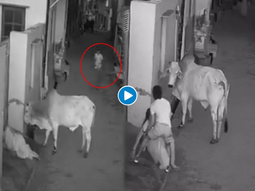 Bull attack on dadi this is how grandson saved her life video goes viral | बापरे! गल्लीतून जाणाऱ्या आजीसह नातवालाही वळूनं दिली धडक; अन् मग.... पाहा थरारक व्हिडीओ