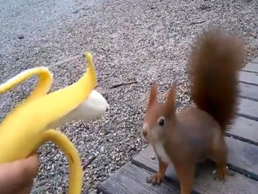 woman feeds banana to squirrel with her hands viral video | Video : भूकेलेल्या खारूताईचा हा व्हिडीओ पाहून तुम्हीही म्हणाल; 'याला म्हणतात माणुसकी'