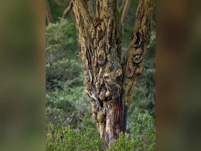 Picture of camouflage than this susanta nanda share pic on twitter | १० सेकंदात झाडामध्ये लपलेल्या बिबट्याला शोधून दाखवा; शोधून शोधून थकाल, बघा जमतंय का?