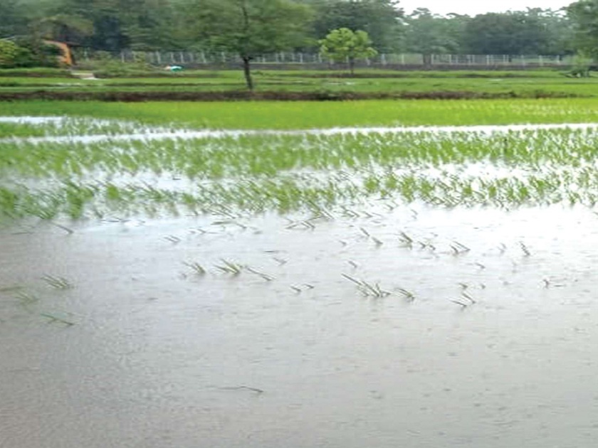 The constant rains swept the Vikramagad | सततच्या पावसाने विक्रमगडातील भातरोपे कुजली