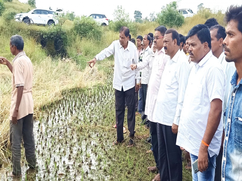 Periodic rains; Rajendra Gavit examines rice loss | अवकाळी पावसाचा फटका; राजेंद्र गावित यांनी केली भातशेती नुकसानीची पाहणी