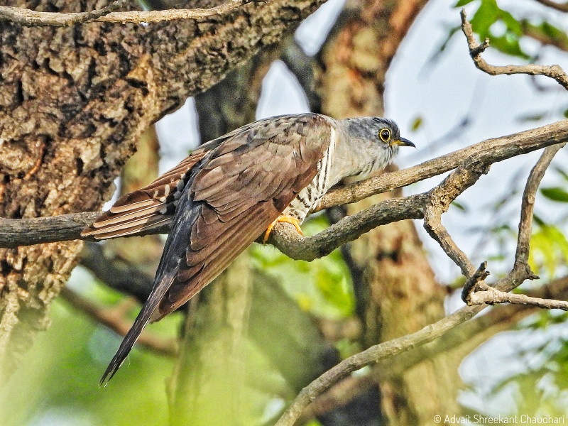 Rare little bird on Vetal hill in Pune | पुण्यातील वेताळ टेकडीवर दुर्मिळ छोट्या कोकिळचे दर्शन