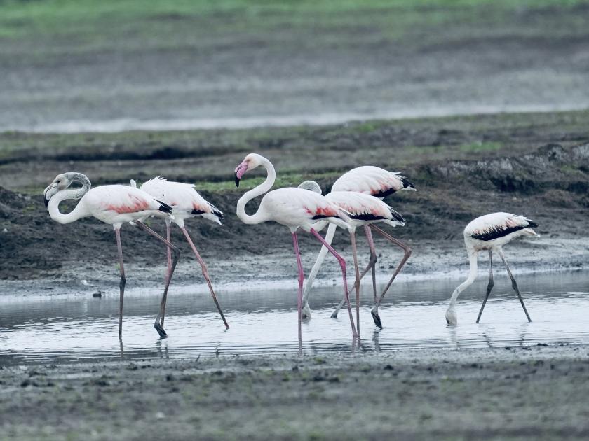 Flamingos enter Yeralwadi lake Satara district | Satara News: येरळवाडी तलावात फ्लेमिंगो दाखल, पक्षीप्रेमींमध्ये आनंदाचे वातावरण