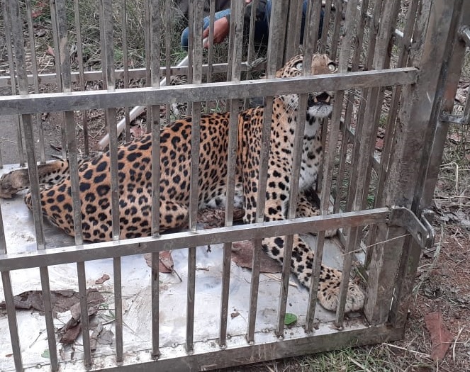 Finally the leopard got stuck in the cage; Incidents in Gondia district | अखेर बिबट्या अडकला पिंजऱ्यात; गोंदिया जिल्ह्यातील घटना