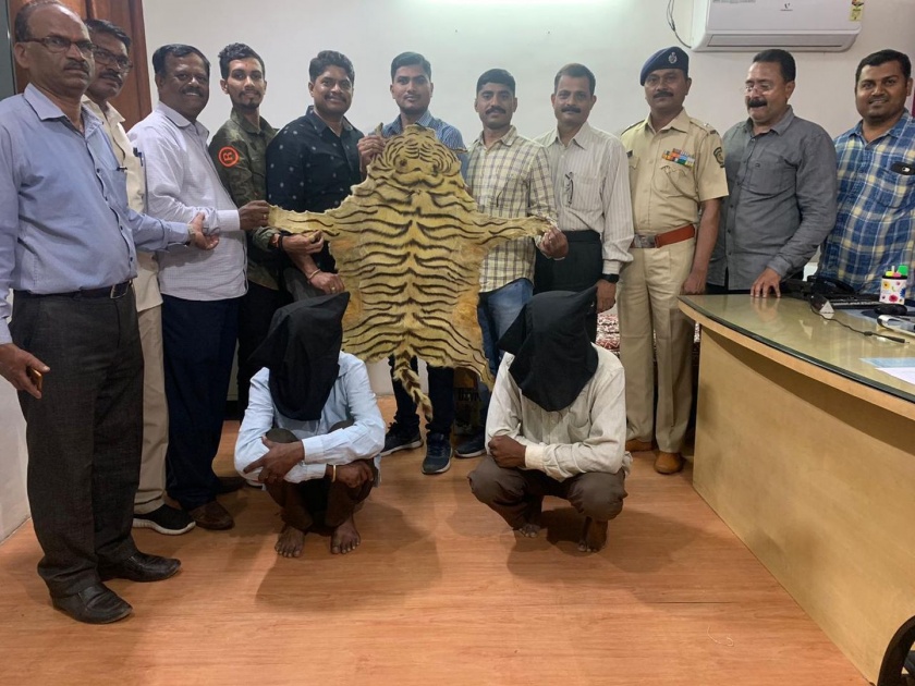 five lakh tiger leather caught by both | दोघांकडून पकडले 5 लाख रुपयांचे वाघाचे कातडे
