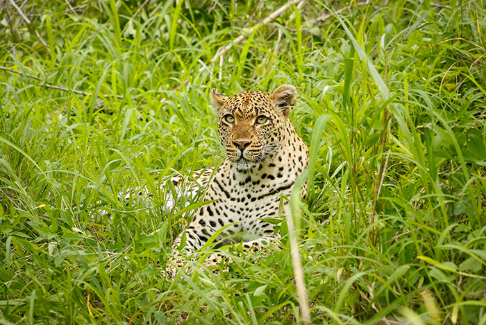 Leopard appeared in Pandharpur during hunting of cattle | पाळीव जनावरांची शिकार करताना वाखरीत दिसला बिबट्या 