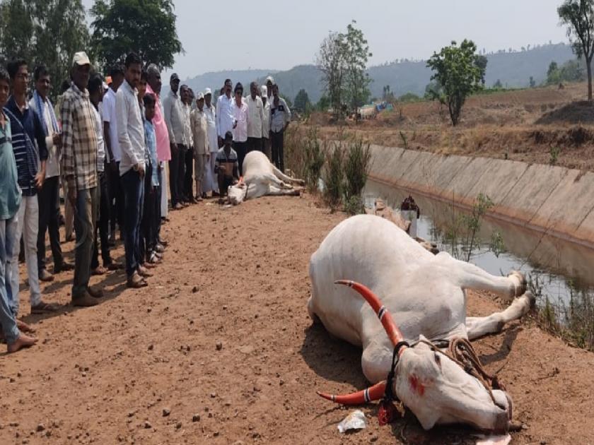 Bullock cart falls into canal death of bullocks, incident at Walve Khurd in Kolhapur district | बैलगाडी कालव्यात पडून बैलांचा मृत्यू, कोल्हापूर जिल्ह्यातील वाळवे खुर्द येथील घटना 
