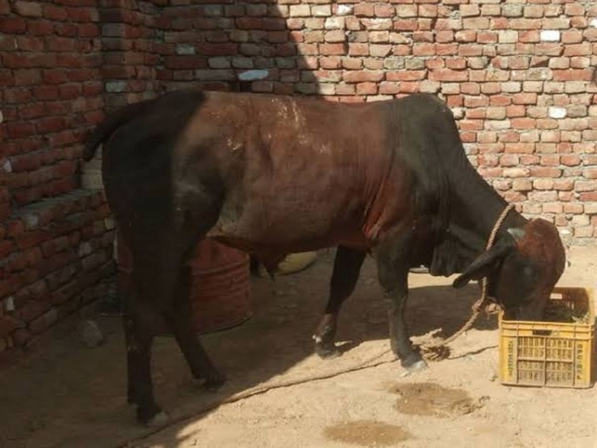 Gold jewellery swallowed by bull in Haryana | मोकाट वळूने खाल्ले सोन्याचे दागिने, आता परिवाराकडून केला जातोय 'पाहुणचार'!
