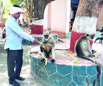 Direct police chowk for monkeys in search of food | अन्नपाण्याच्या शोधार्थ वानरसेवा थेट पोलीस चौकीत