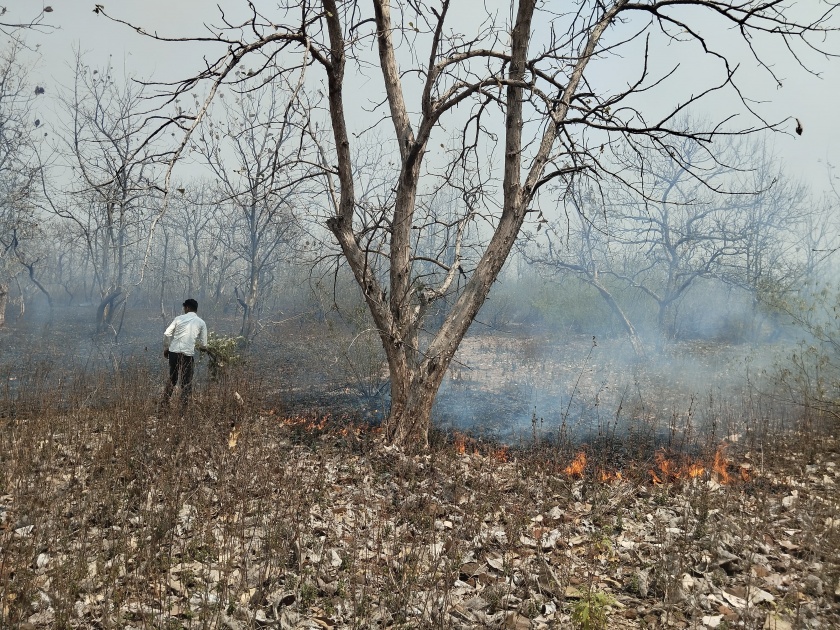 Wildfire in the forest fire for 2 hours forest resources of 6 acres destroyed | जंगलात वणवा, २ तास आग, ६ एकरातील वनसंपदा नष्ट