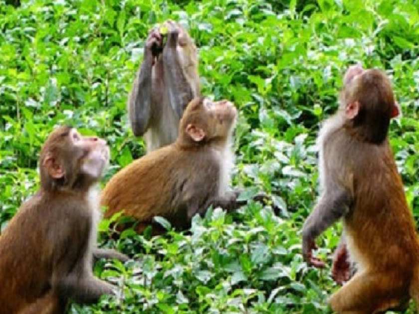 Monkeys that damage agriculture, horticulture will be caught and released in sanctuaries | वानरे, माकडे पकडून अभयारण्यात सोडणार, १५ दिवसात मोहीम सुरू होणार 