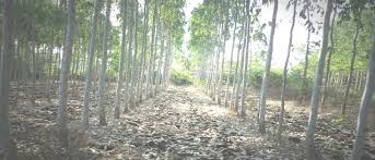 'Tree will reach now in the field; Vansheti started in Buldana district | ‘वृक्ष वल्ली’ पोहचणार आता शेतात; बुलडाणा जिल्ह्यात वनशेती उपअभियानाला सुरूवात