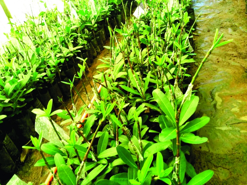 Plant conservation project at Vengurla | कोकणातील दुर्लक्षित औषधी वनस्पतींचे वेंगुर्ला येथे वनस्पती संवर्धन प्रकल्प