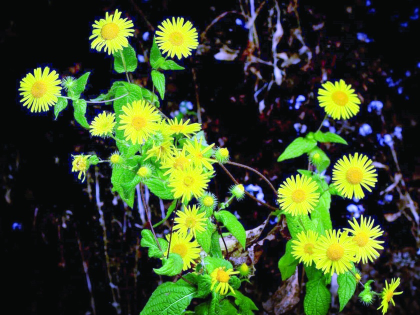 Rare plants found in the mountains of Sahyadri | सह्याद्रीच्या पर्वतरांगांमध्ये सापडली दुर्मीळ वनस्पती