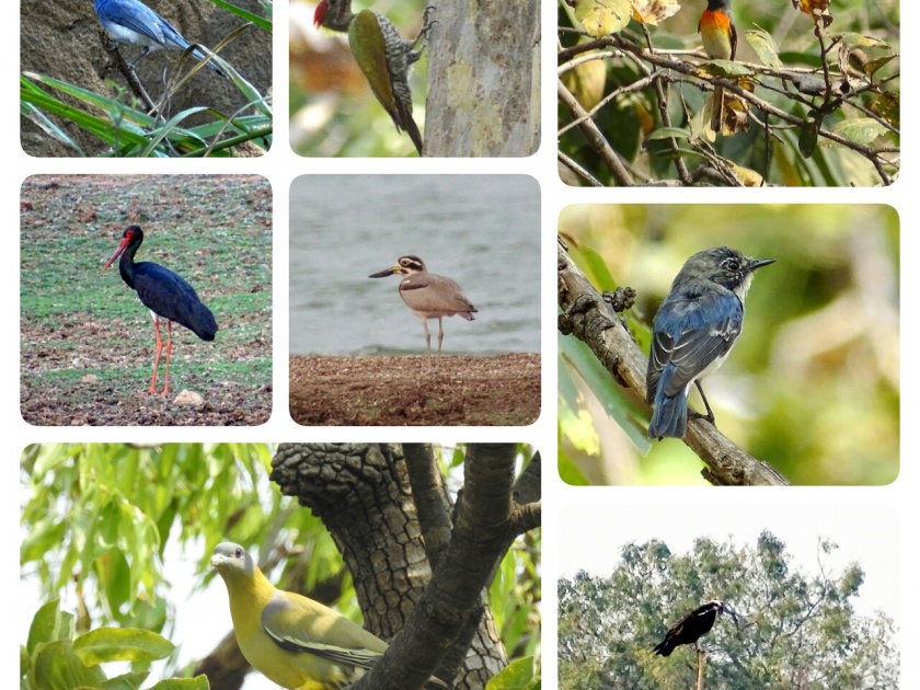 125 types of rare species of birds found in the Katepura Wildlife Sanctuary | काटेपुर्णा अभयारण्यात आढळल्या पक्ष्यांच्या १२५ प्रकारच्या दुर्मिळ प्रजाती