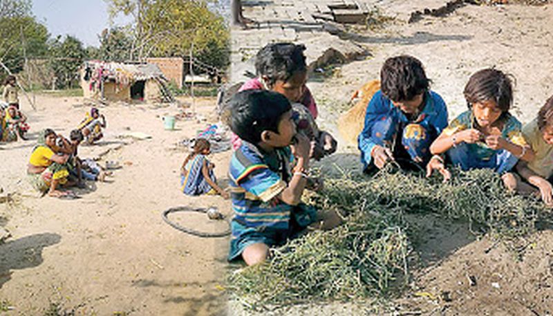 coronavirus: 'Modi's varanasi constituecny conditions, lockdown caused by grass eating to poor indian | coronavirus: 'मोदींच्या वाराणसीत विदारक स्थिती, लॉकडाऊनमुळे गवत खाण्याची उद्भवली परिस्थिती'  