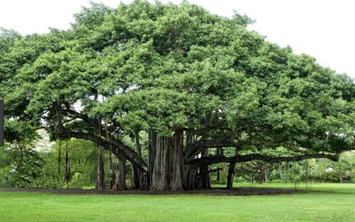 This year will be the 'Tree Valentine'; The first Tree Sanmelana to be chaired by a Vatvruksha | यावर्षी होणार 'ट्री व्हॅलेंटाईन'; पहिल्या वृक्षसंमेलन अध्यक्षपदी असणार वटवृक्ष