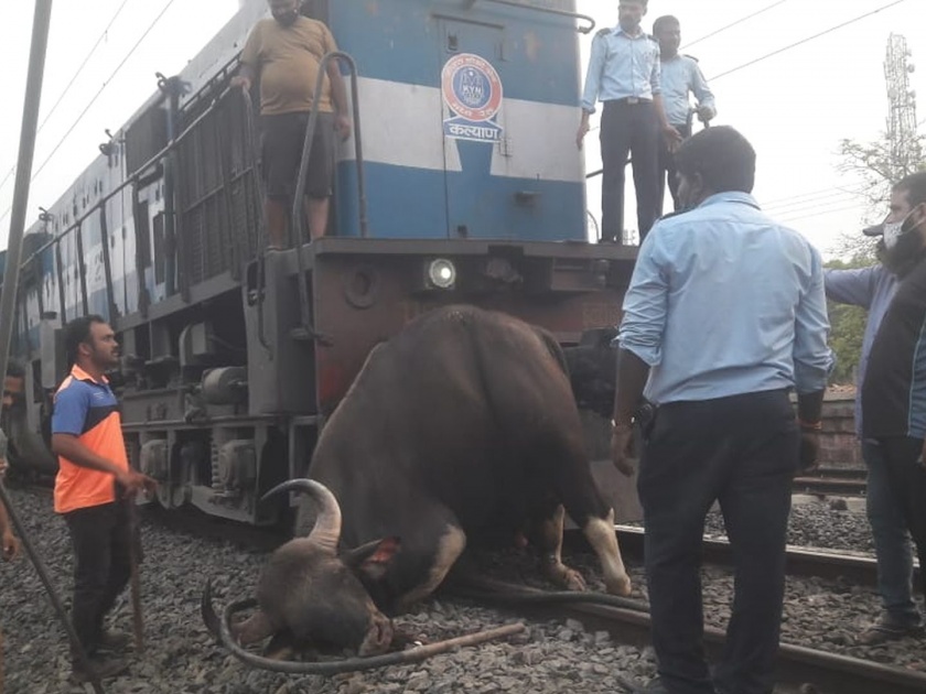 Gavareda killed in train crash; Incident between Vaibhavwadi to Achirne | रेल्वेच्या धडकेने गवारेड्याचा मृत्यू; वैभववाडी ते आचिर्णे दरम्यानची घटना 