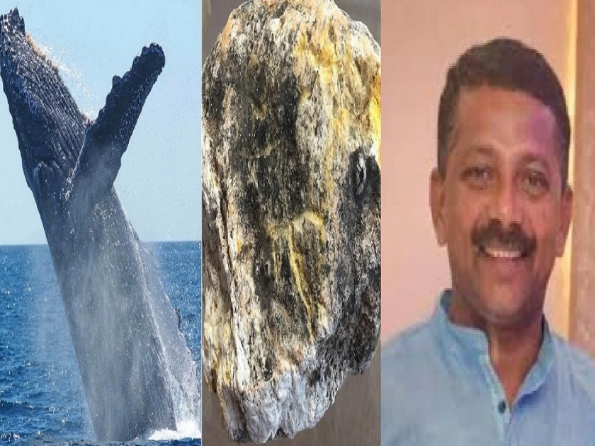 Stop the blatant harassment of fishermen over whale vomit says Ravikiran Toraskar | व्हेलच्या उलटीसंदर्भात मच्छीमारांचा नाहक छळ थांबवा - रविकिरण तोरसकर 