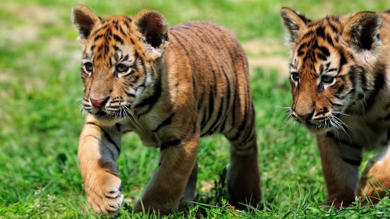 Campaign to find T-1 cubs; Fear of Tiger Attack | 'अवनी'च्या दोन बछड्यांचाही जीव धोक्यात?; शोध सुरू
