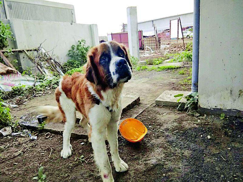 Selling extermination of exotic dog | विदेशी प्रजातीच्या श्वानांची चोरी करून विक्री