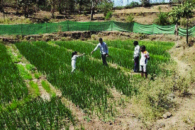 Z.P. Guruji's farming experiments to maintain school enrollment | जि.प. शाळेतील पटसंख्या राखण्यासाठी गुरुजींचे शेतीप्रयोग