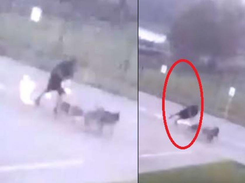 America texas lightning strike blows off mans shoes and socks viral video | Video : कुत्र्यांना फिरवत असतानाच त्याच्यावर अचानक कोसळली वीज अन्...