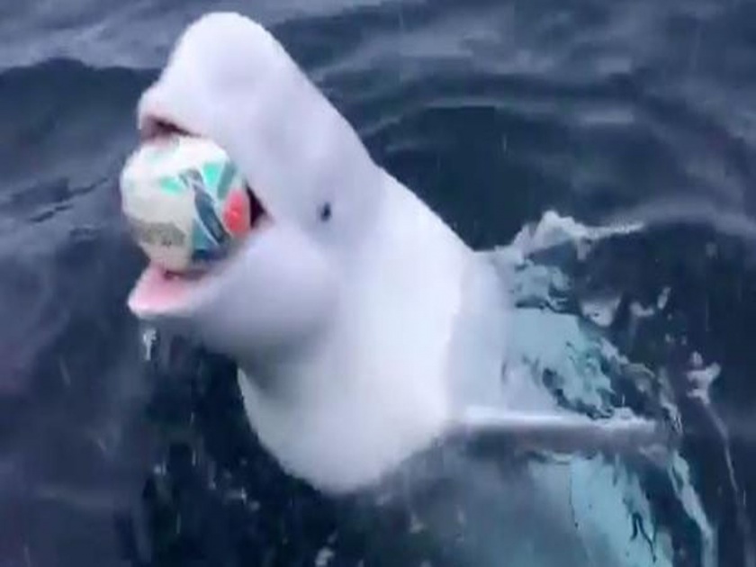 Arctic pole man plays fetch with beluga whale viral video | समुद्राच्या मध्यभागी व्हेलसोबत खेळत होती एक व्यक्ती; पाहा व्हायरल व्हिडीओ 