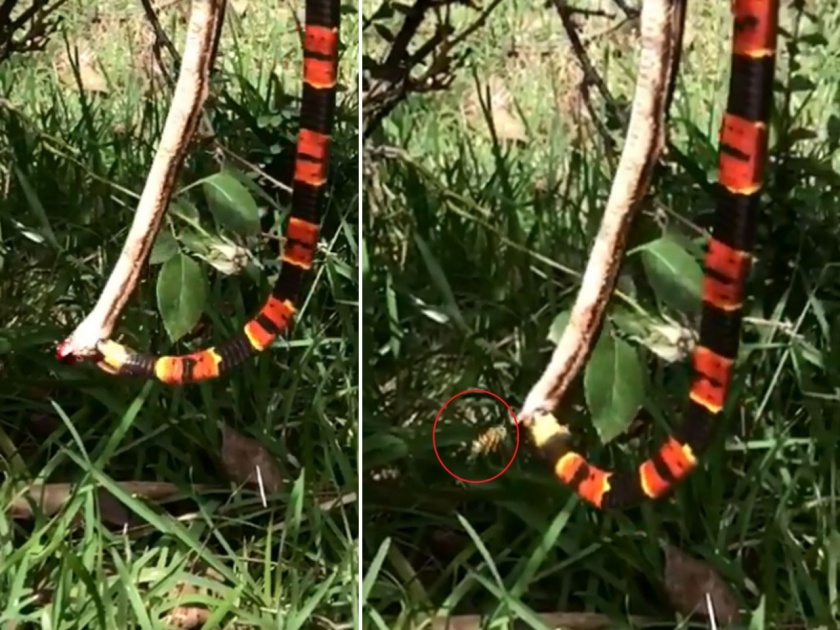 Viral video coral snake dining rat snake bee stinging on him | Video : साप सापालाच खात असताना मधे आली मधमाशी अन्...