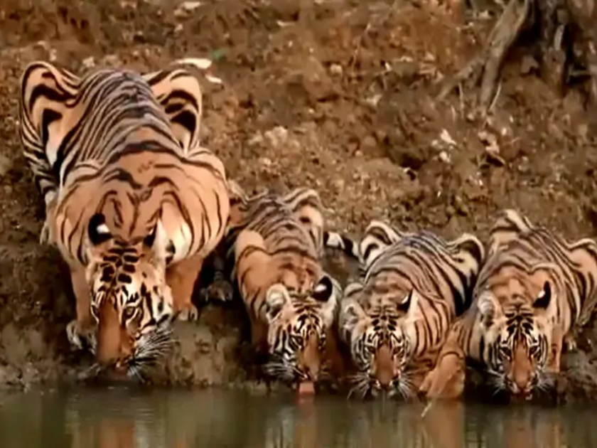 Viral video indian forest services officer susanta nanda share family of tigers drinking water | नदीच्या किनाऱ्यावर बछड्यांसोबत पाणी पिताना दिसली वाघिण; व्हिडीओ झाला व्हायरल 