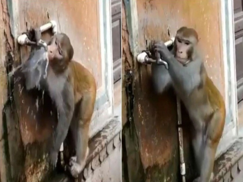 Viral video monkey closes tap after drinking water | सोशल मीडियावर पाणी पिणाऱ्या माकडाचं होतयं कौतुक; का ते व्हिडीओत पाहा!