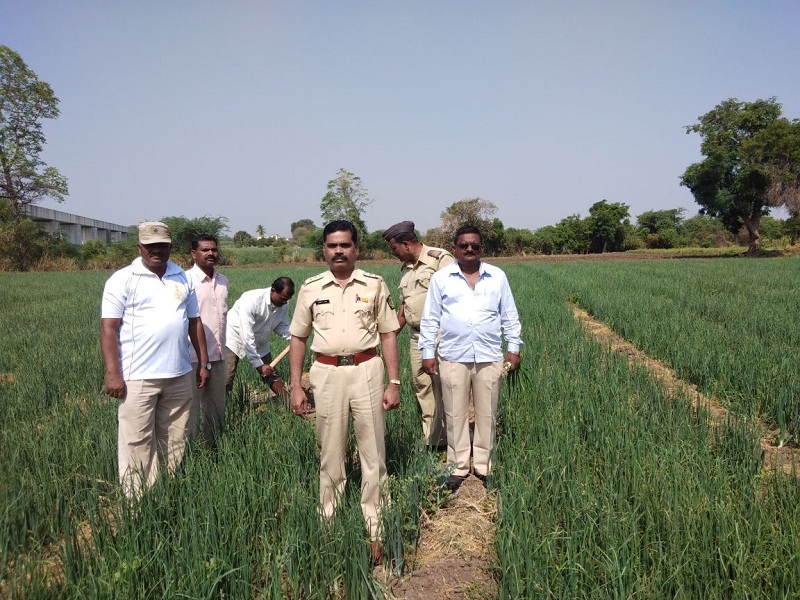 In Rajasthan, second in Visapur jail | शेती उत्पन्नात विसापूर कारागृह राज्यात दुसरे