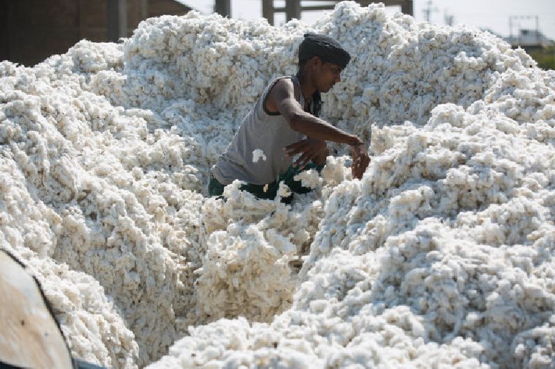 CCI's move to buy cotton from the open market | सीसीआयची खुल्या बाजारातून कापूस खरेदीची हालचाल