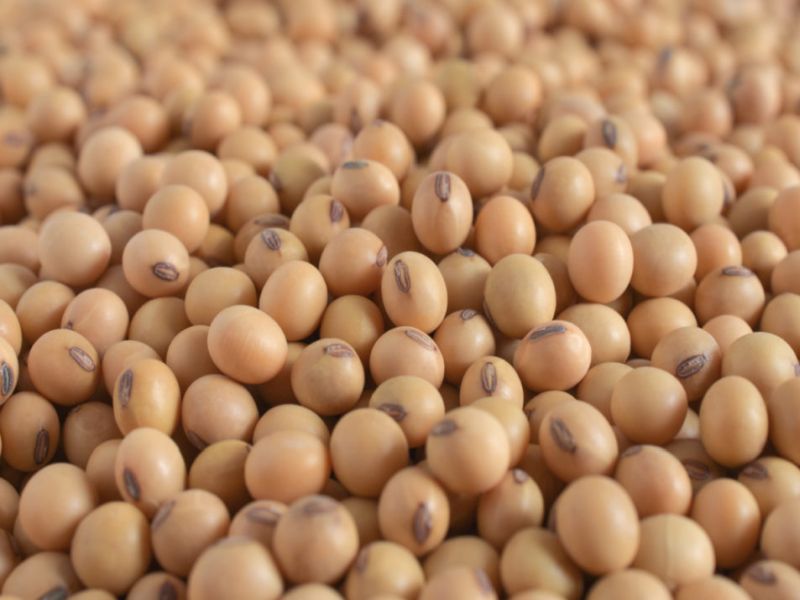 Fall in the price of soybeans, the central goverment imported soybeans | सोयाबीनच्या दरात घसरण, केंद्राने सोयाबीन केले आयात