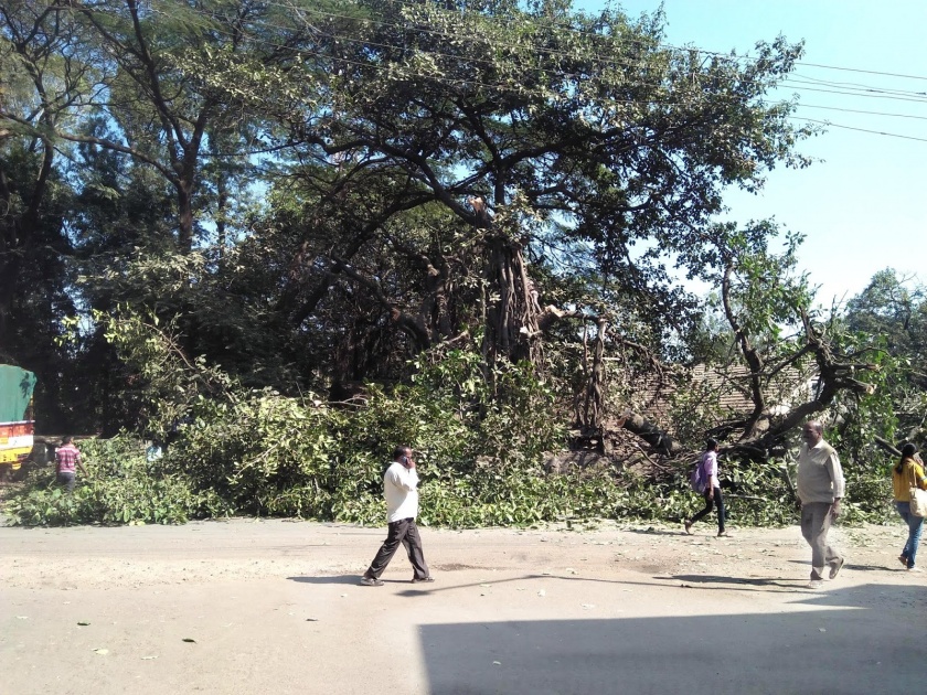 Zakas highway without trees Bhakas! .Dissatisfied with environmentalists | झकास महामार्ग वृक्षांविना भकास !.पर्यावरणप्रेमींमधून नाराजी