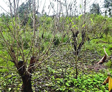  Flowers in Vasai under threat, loss of trees due to rain | वसईतील फुलशेती धोक्यात, पावसामुळे झाडांचे नुकसान