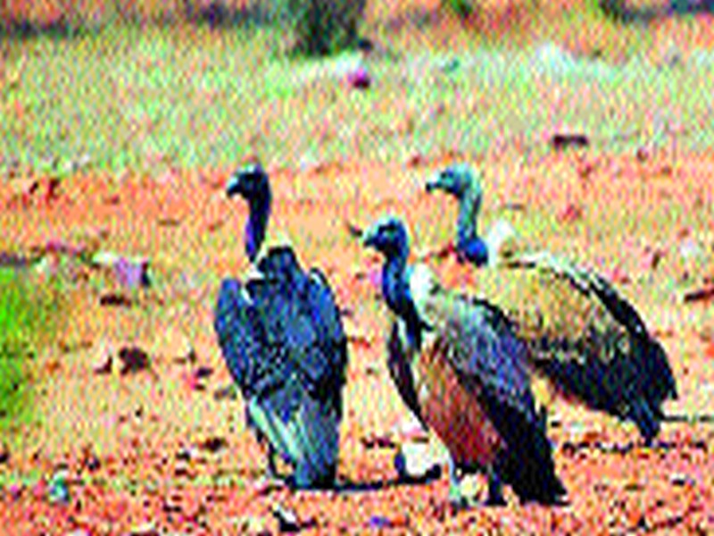 Anjanaryi seedlings vultures risk! | अंजनेरी बीजारोपणाचा गिधाडांना धोका!