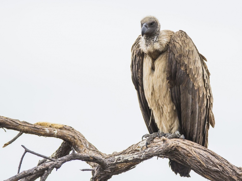 When to plan a vulture conservation plan ?; Vultures communication in Chandrapur, Gadchiroli, Nagpur district | गिधाड संवर्धनाचा अ‍ॅक्शन प्लॅन केव्हा?; चंद्रपूर, गडचिरोली, नागपूर जिल्ह्यात गिधाडांचा संचार