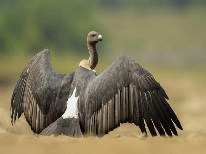 vulture conservation work project running slow due to less funding | निधी आहे; पण पुरेसा नाही, तर गिधाड संवर्धन कसे हाेणार?